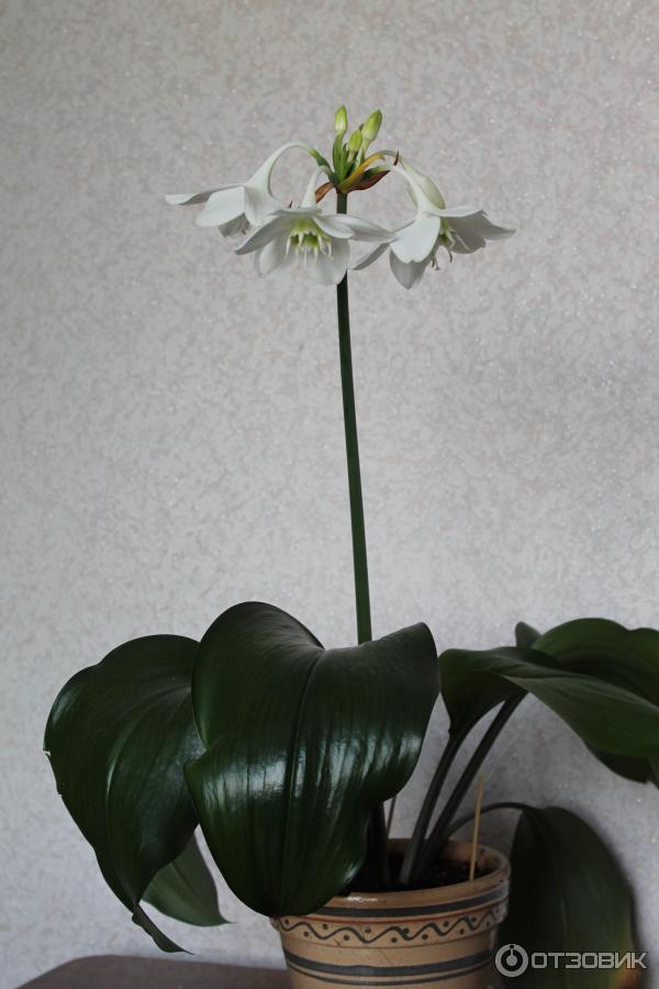 Эухарис цветок фото комнатное растение уход