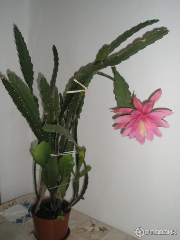 Эпифиллум – лесной кактус с красивыми цветами