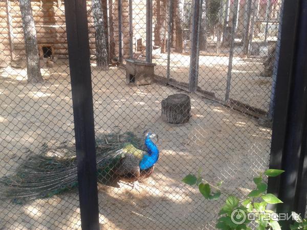 Городской зоопарк (Россия, Саранск) фото