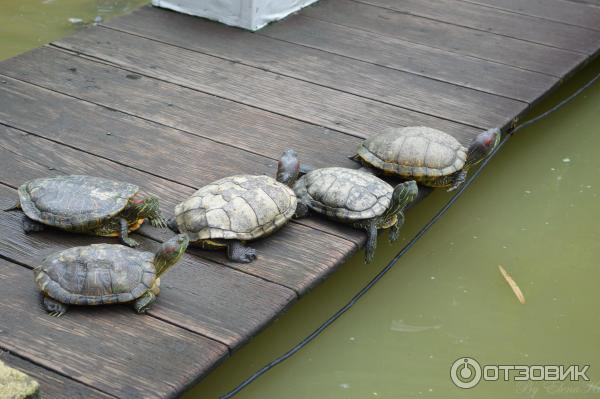 Отзыв о Музей черепах The Live Turtle and Tortoise Museum (Сингапур,  Сингапур) | Черепаха и на суше, И в морях под прочной крышей.