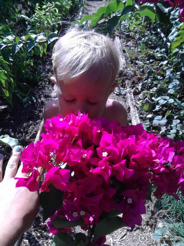 Комнатный цветок Бугенвиллия фото
