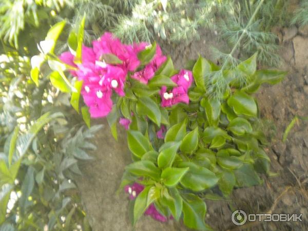 Комнатный цветок Бугенвиллия фото