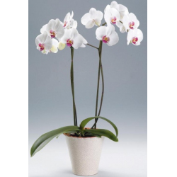 Зачем орхидеи сажают в прозрачные горшки: плюсы и минусы