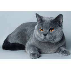 русская голубая кошка для аллергиков