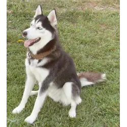 Отзыв о Порода собак "Сибирский хаски"
