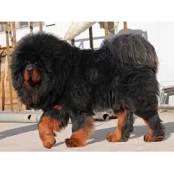 Отзыв о Порода собак "Тибетский мастиф"