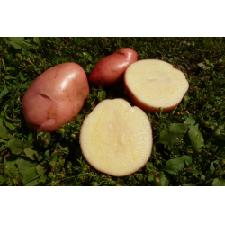 Отзыв о Семена картофеля Помидом \