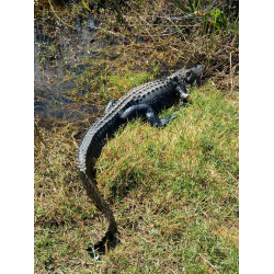 Отзыв о Национальный парк Everglades (США, Флорида)