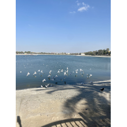 Отзыв о Парк Al Barsha Park (ОАЭ, Дубай)