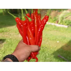 Отзыв о Семена Чесночная ферма "Перец острый Цицак"