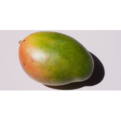 Выращивание манго из косточки в квартире, как оно растет?
