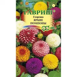 Отзыв о Семена Гавриш Георгина "Яркие Помпоны"