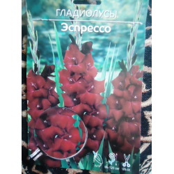 Отзыв о Гладиолусы Ависта Эспрессо