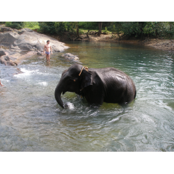 Отзыв о Экскурсия в слоновий питомник Jungle book (Индия, Гоа)