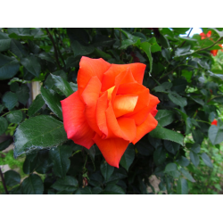 Правила посадки и выращивания розы Моника