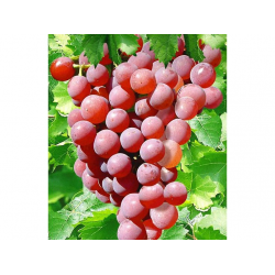 Отзыв о Саженцы столового винограда Аллея-НН \