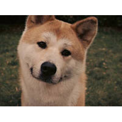 Akita Inu: popis plemene, standardní vlastnosti, cena, foto japonských psů, seznam chovatelských stanic recenze majitelů