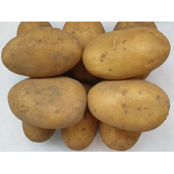 Отзыв о Семена картофеля КТМ \