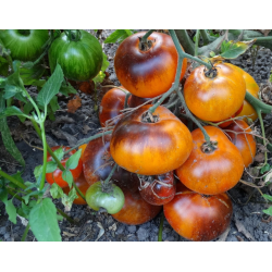 Отзыв о Семена томата Коллекционный сорт Р20хBeauty King