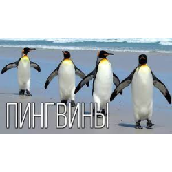 Почему у пингвинов не замерзают лапы на льду?