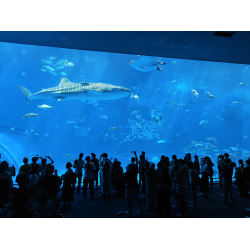 Отзыв о Океанариум Okinawa Churaumi Aquarium (Япония, Окинава)