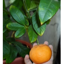 Pěstování mandarinky doma – výsadba a péče, rady, recenze týkající se odrůd