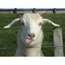 Стоковые фотографии по запросу Goat muzzle