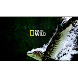 Отзыв о ТВ-канал "Nat Geo Wild"