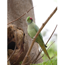 Игровой стенд для ожерелового попугая | Пикабу