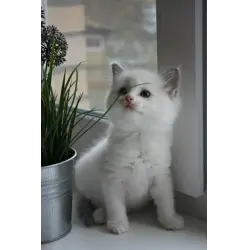 Отзыв о Порода кошек Рэгдолл