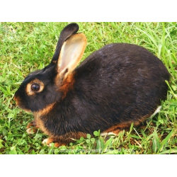 Черно бурый кролик - 69 фото