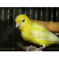 Отзыв о Птица Кенар