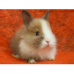 Почему кролик кусается: причины и решение проблемы | Блог зоомагазина уральские-газоны.рф