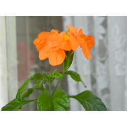 Топ-7 красивейших оранжевых цветов для сада и дачи | Огород Мечты | Дзен