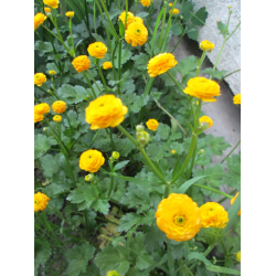 Лютик ползучий (Ranunculus repens)