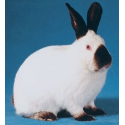 Калифорнийский кролик: порода, разведение, содержание (48 фото) | Вес кроликов по месяцам | Отзывы владельцев