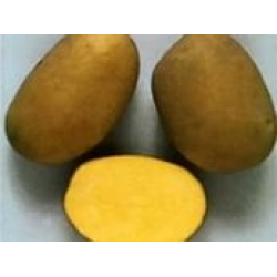 Секрети вирощування картоплі