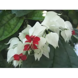 Отзыв о Цветы Клеродендрум