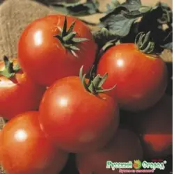 Отзыв о Семена томата Русский огород "Дачник"