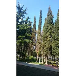 Фото Приморский парк (Крым, Алушта)