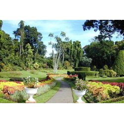 Королевский ботанический сад Перадения в Канди, Шри-Ланка