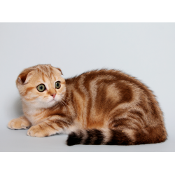 Окрасы шотландских кошек (74 фото)