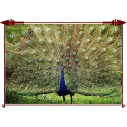 Отзыв о Национальный зоопарк Дели (National Zoological Park of Delhi) (Индия, Дели)