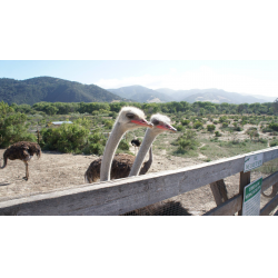 Отзыв о Экскурсия на страусиную ферму "OstrichLand USA" (США, Калифорния)