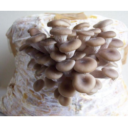 Выращивание грибов ВЕШЕНКА в домашних условиях.Технология для домашнего БИЗНЕСА.