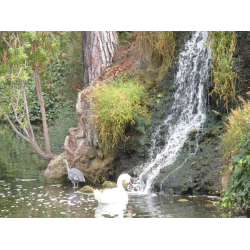 Отзыв о Отдых в парке Lake Shrine (США, Калифорния)