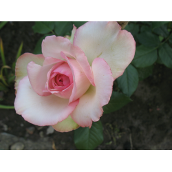 Чайно-гибридная роза «Дольче Вита»: описание сорта, фото и отзывы