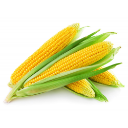 Условия хранения кукурузы