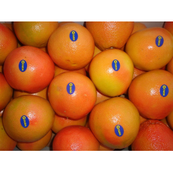 Апельсины страны производители. Мандарины Гауда. Фирма апельсинов. Апельсины производитель. Мандарины фирмы.