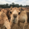 Фото Верблюжья ферма Royal Camel Farm (Бахрейн)